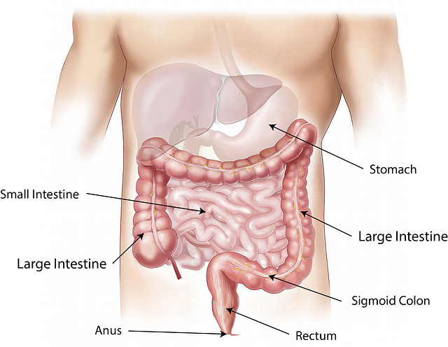 Keys to a Healthy Digestive System